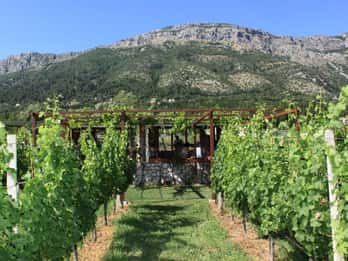 From Dubrovnik Oyster and Wine Tasting Tour in Ston Bay