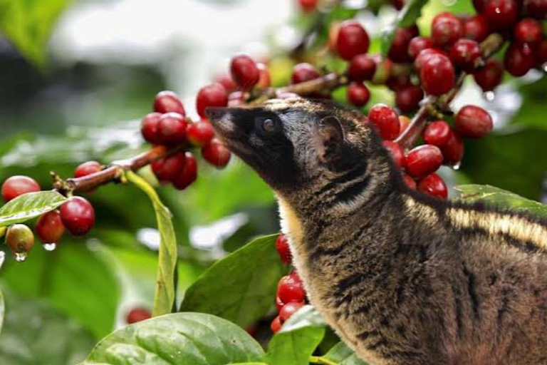 Bali: Verken Noord-Bali Persoonlijke DagtourNoord-Bali Reis B