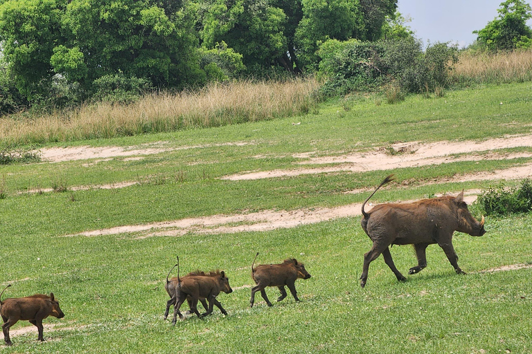 坎帕拉：穆西西瀑布Safari之旅，含尼罗河游船及犀牛观赏坎帕拉：穆希逊瀑布Safari之旅，含尼罗河游轮及犀牛观赏