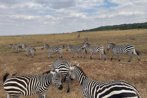 Nairobi National Park Full or Half-Day Tour with Guide Nairobi National Park Half-Day Tour with Guide