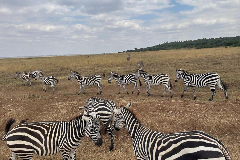 Nairobi National Park Full or Half-Day Tour with Guide Nairobi National Park Half-Day Tour with Guide