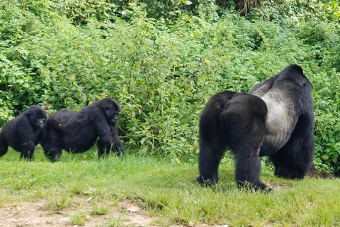 Vanuit Kigali: 2-daagse Uganda Gorilla trektocht