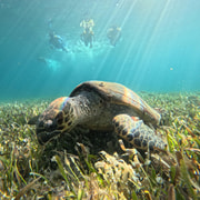 Cancun: Passeio de barco com equipamento de snorkeling