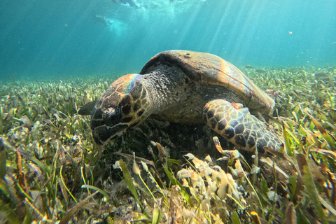 Cancun: Snorkeling Boat Tour with Hotel Transfer and Gear