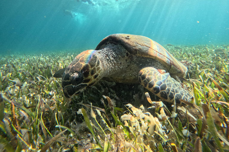 Cancun: Snorkeling Boat Tour with Hotel Transfer and Gear