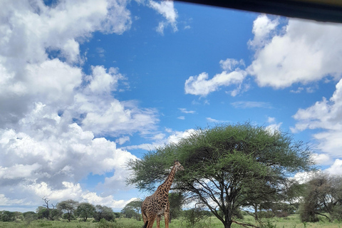 Zanzibar: 3-Day Gentle Giants Tarangire Safari with Flights