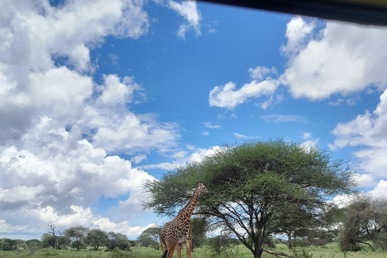 Zanzibar: 3-Day Gentle Giants Tarangire Safari with Flights