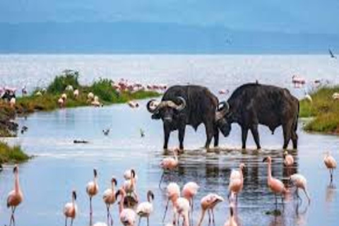 Nairobi: 5-Day Lake Nakuru, Lake Elementaita & Masai Mara …