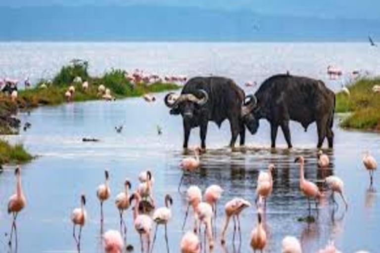 Nairobi: 5-Day Lake Nakuru, Lake Elementaita & Masai Mara …