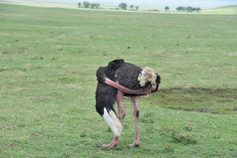 Arusha: 4-Day Safari with Full-Board Accommodations