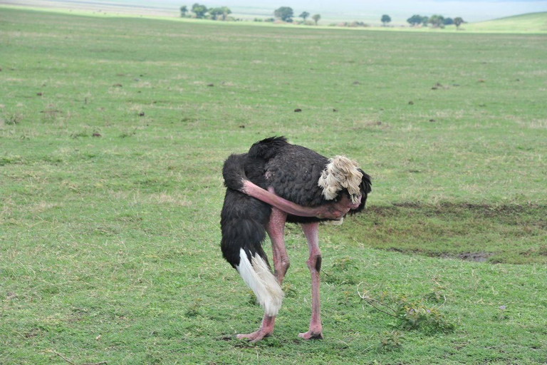 Arusha: 4-Day Safari with Full-Board Accommodations