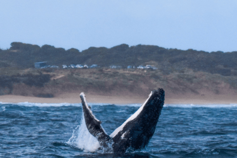 Melbourne: Phillip Island Dolphin and Whale Watching Tour