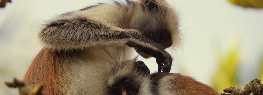 Forêt de Jozani, kayak transparent en tandem, The Rock, plage de Paje