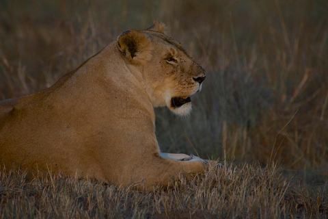 Au départ de Nairobi : Safari en groupe de 3 jours/2 nuits dans le Maasai MaraSafari privé de 3 jours/2 nuits