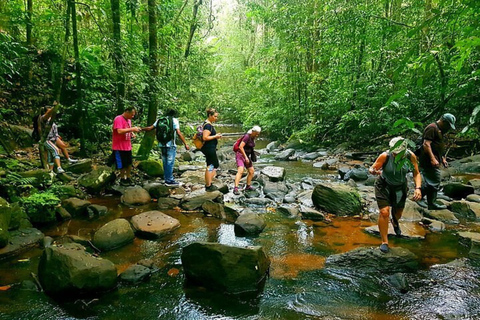 South Coast: Sinharaja Rainforest Walk and Waterfall