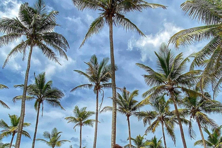 Coastal Crown: Galle to Mirissa Coconut Tree Hill Tour