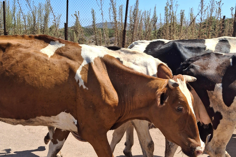 “Paphos Private Tour: Akamas, Avakas, Turtle Bay & Winery”