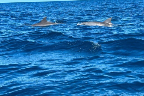 Wyspa Benitiers: Obserwowanie delfinów, nurkowanie z rurką i lunch przy grillu