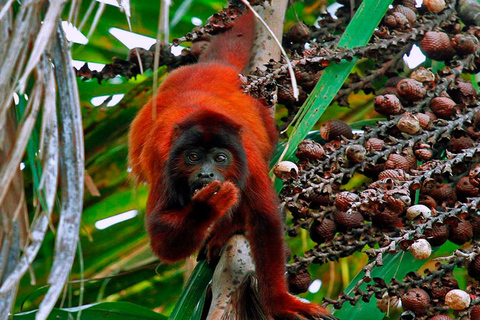 Puerto Maldonado: Aventura de 4 días por la selva amazónica