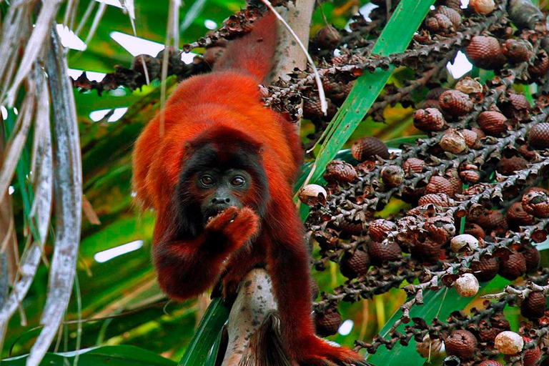 Puerto Maldonado: 4-tägiges Amazonas-Regenwald-Abenteuer