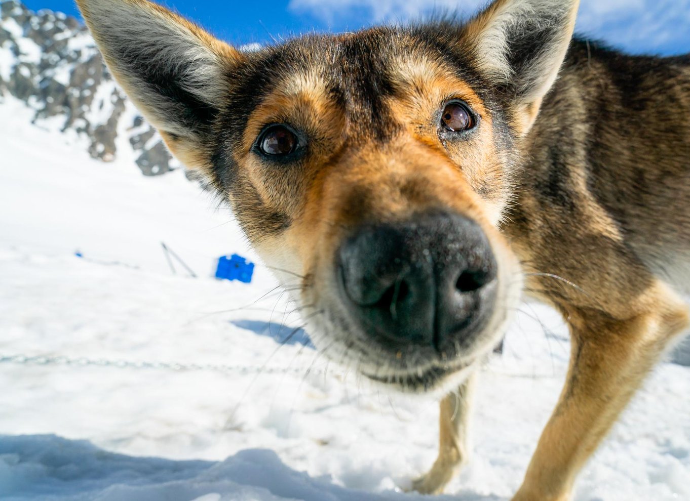 Anchorage-området: Helikopter- og gletsjerhundeslædetur
