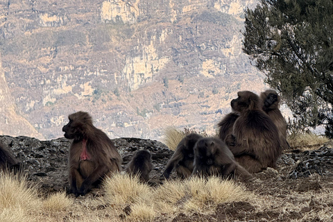 Gondar: Simien Mountains Trek with Gelada Monkeys
