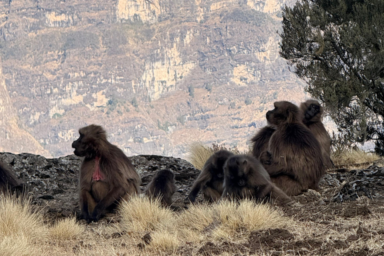 Gondar: Simien Mountains Trek with Gelada Monkeys