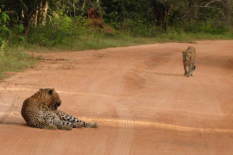 Safariturer i Yala nationalpark: morgon/kväll/heldagMorgontur på 7 timmar med frukost