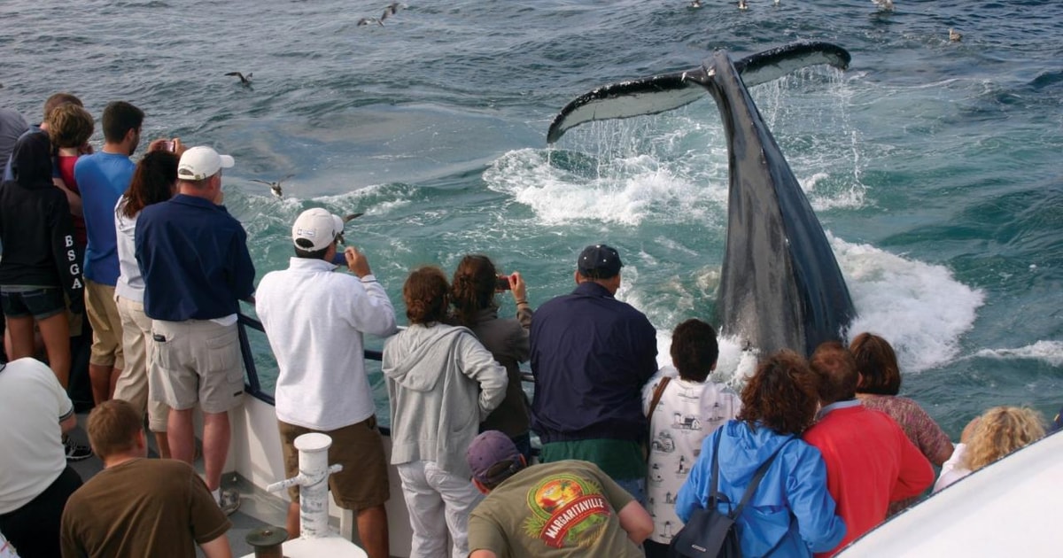 Provincetown: Whale Watching Cruise | GetYourGuide