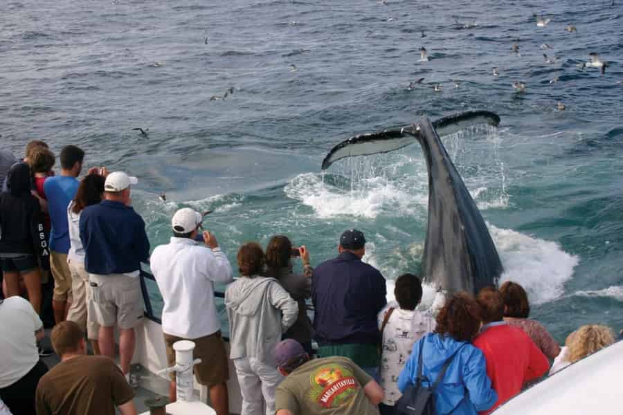Provincetown: Whale-Watching-Bootsfahrt. Foto: GetYourGuide