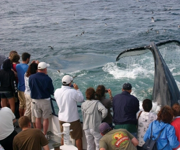 Provincetown: Whale Watching Cruise