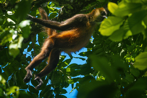 Uvita: Corcovado Rainforest & Wildlife Adventure