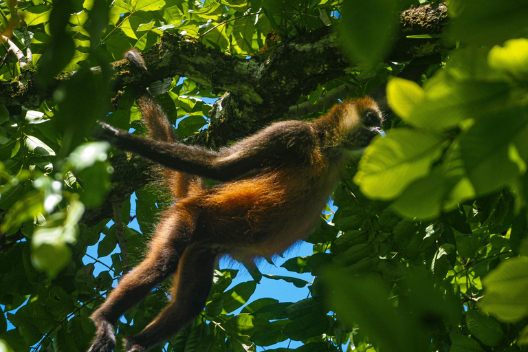 Uvita: Corcovado Rainforest & Wildlife Adventure