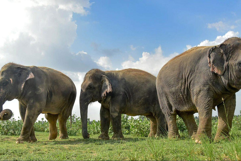 Agra: Taj Mahal Sunrise & Ethical Elephant Conservation Tour Guide Only