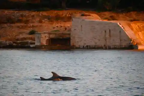 Fazana: Excursión Delfines/Puesta de Sol