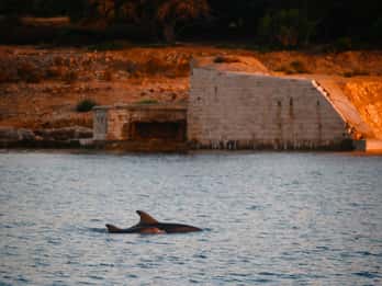 Fazana: Dolphin/Sunset Tour