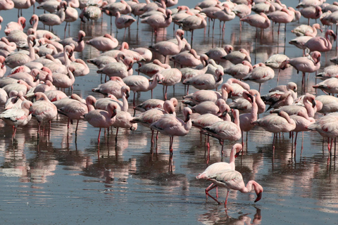 Windhoek: Namibia 12-Day Self-Drive Tour with Lodging