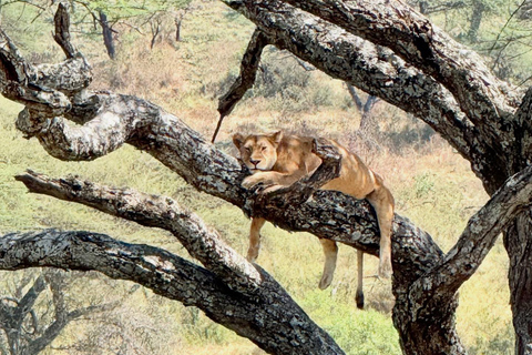 Zanzibar: Tarangire Overnight Safari with Night Game Drive