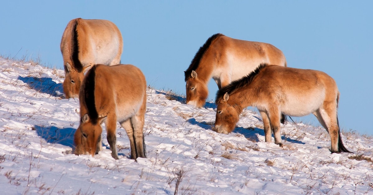 Day tour to Hustai national park | GetYourGuide