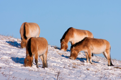 Day tour to Hustai national park