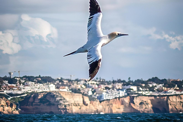 De Portimão : Observation des dauphins et du littoral de Lagos avec un biologiste