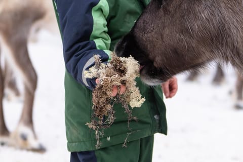 Kalix: Rentiersafari in Lappland