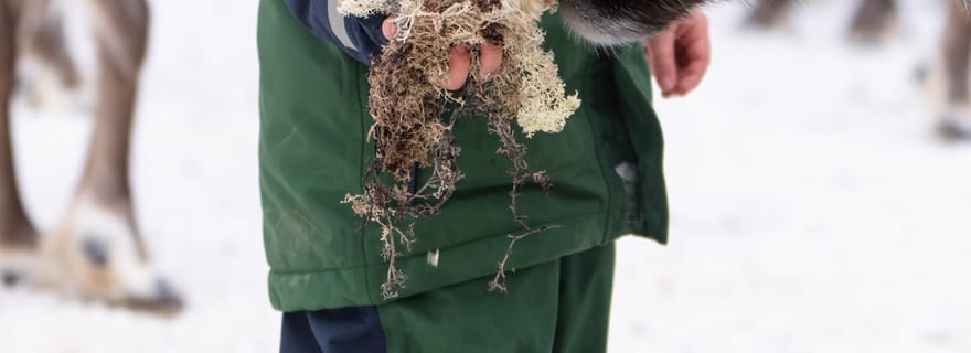 Kalix : safari avec des rennes en Laponie