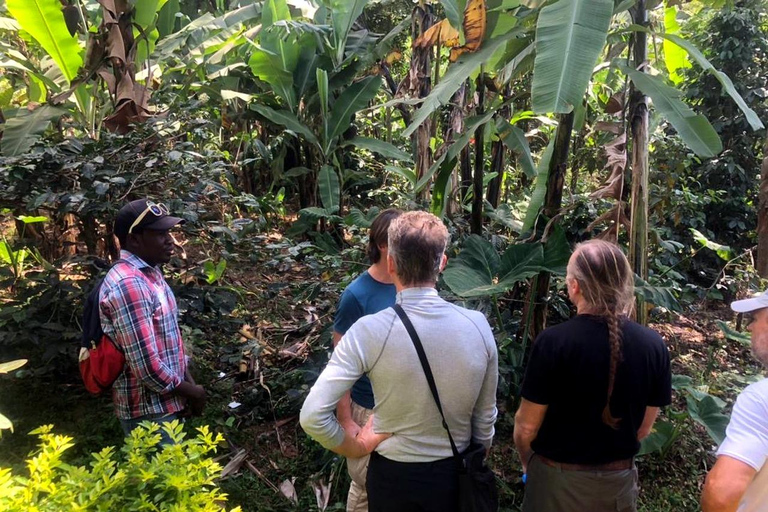 From Arusha: Materuni Waterfalls & Coffee Tour