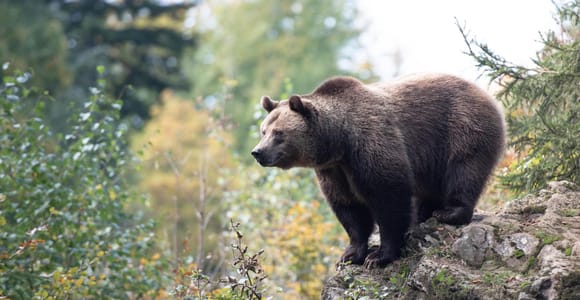 Rovaniemi: Ranua Zoo Tickets & Transportation.
