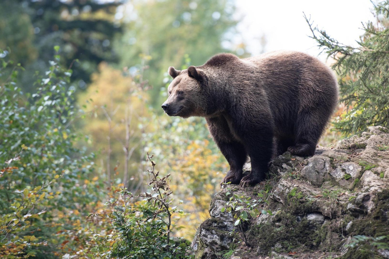 Rovaniemi: Ranua Zoo Tickets & Transportation. 4 people Rovaniemi: Ranua Zoo Tickets and Transportation. PETS
