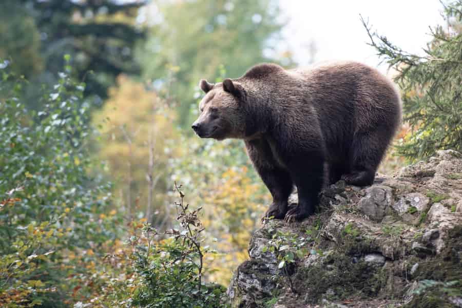Rovaniemi: Tickets für den Ranua Zoo & Transport.. Foto: GetYourGuide