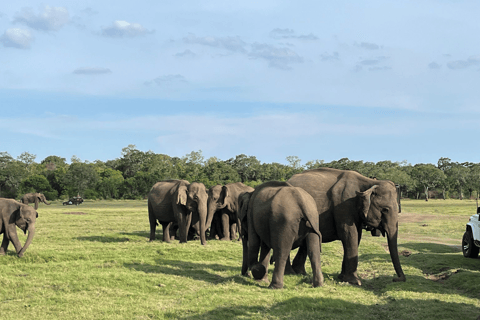 From Near Sigiriya: Kaudulla National Park Safari Tour Full Day Safari Tour