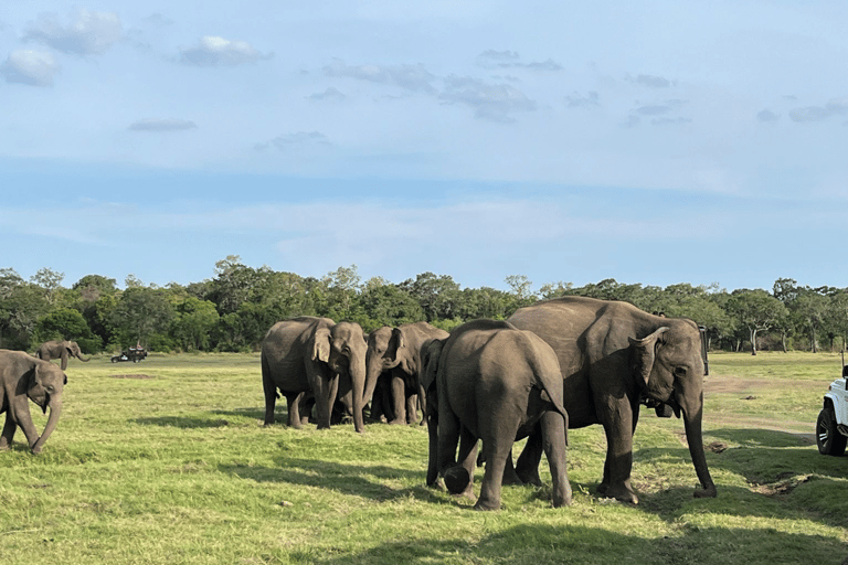 From Near Sigiriya: Kaudulla National Park Safari Tour Full Day Safari Tour
