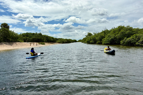 Fort Lauderdale: Kayak & Paddleboard Mangroves Eco Adventure